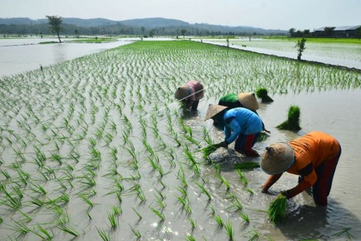 Produksi padi nasional