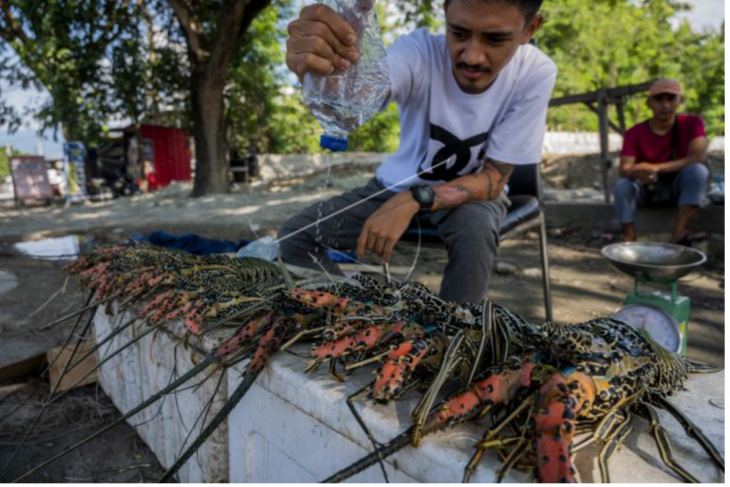 Larangan ekspor benih lobster