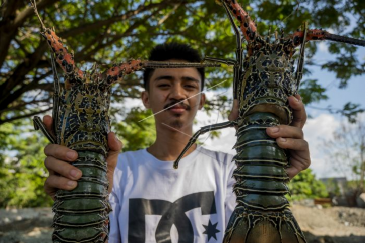 Larangan ekspor benih lobster