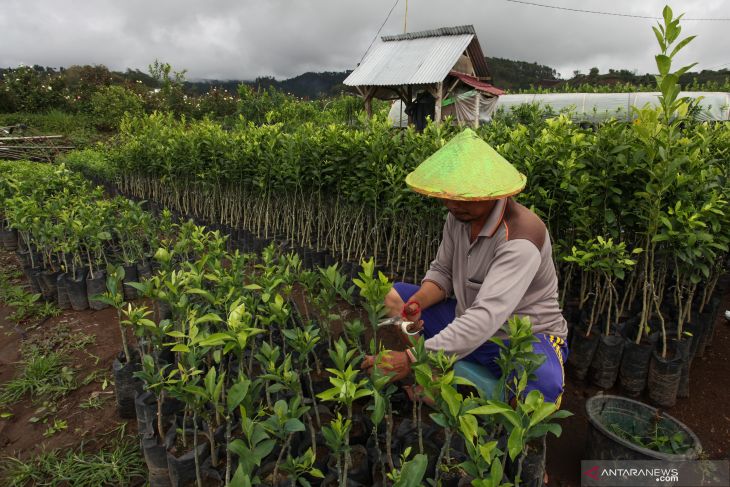 Budi Daya Tanaman  di  Batu 