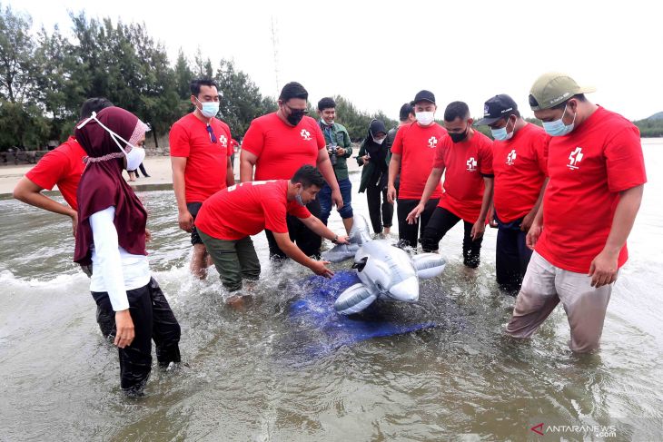 SIMULASI PENANGANAN MAMALIA LAUT TERDAMPAR