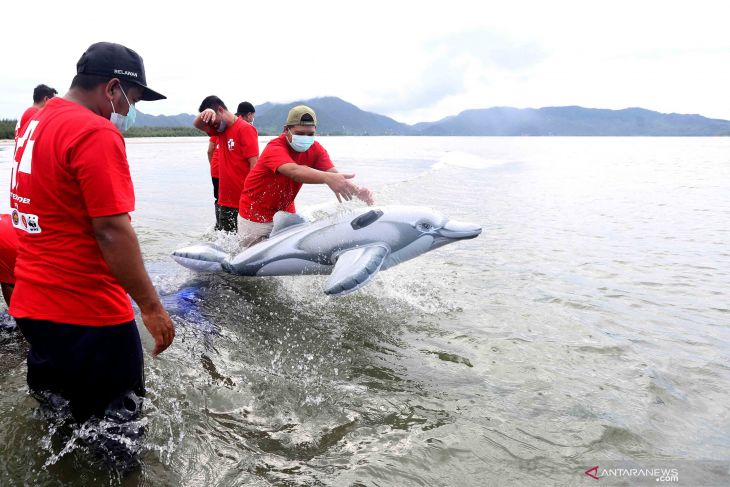 SIMULASI PENANGANAN MAMALIA LAUT TERDAMPAR