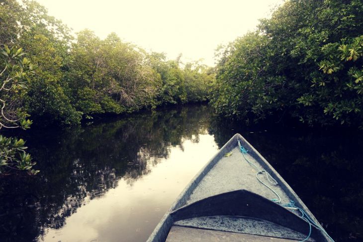 BRIN mangrove potensial sebagai ekowisata di Kabupaten Seram Bagian Timur begini penjelasannya