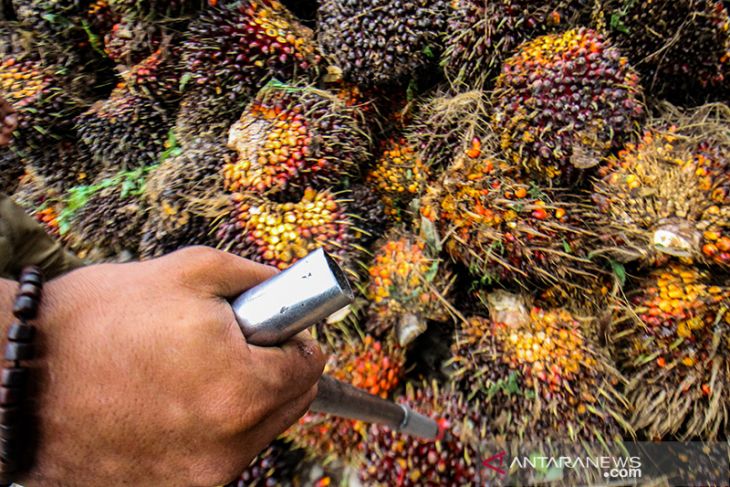 Kenaikan harga TBS kelapa sawit