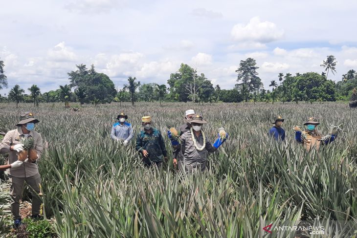 Mentan Panen Nanas Di Agrowisata Desa Tangkit Baru Jambi - ANTARA News ...