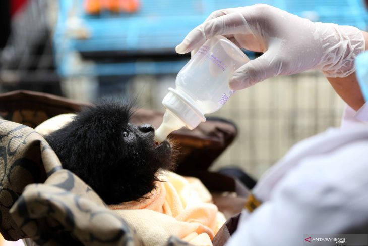 MERAWAT BAYI SIAMANG SERAHAN WARGA