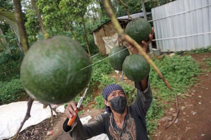 Panen buah alpukat kendil