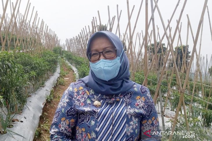 Pemkab Bogor pulihkan ekonomi dampak pandemi lewat sektor pertanian