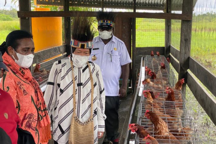 Mensos Risma dirikan 10 peternakan ayam di Kabupaten Asmat