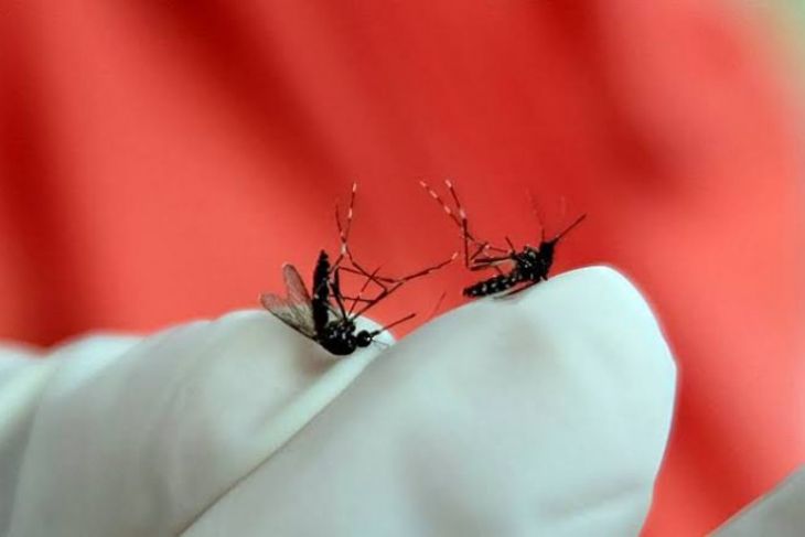 North Sumatra Health Office urges residents to be aware of dengue during the rainy season