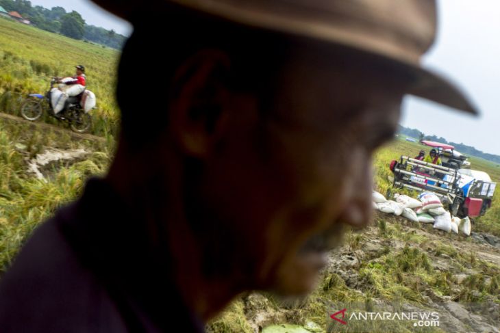 Panen raya petani milenial di Karawang 