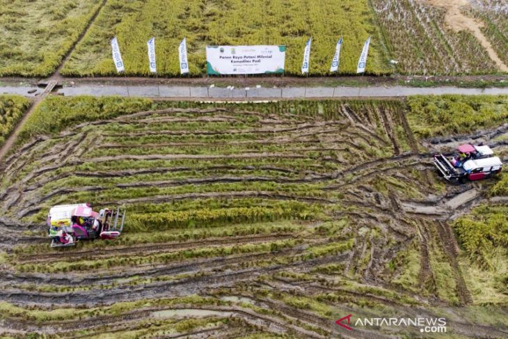 Panen raya petani milenial di Karawang 