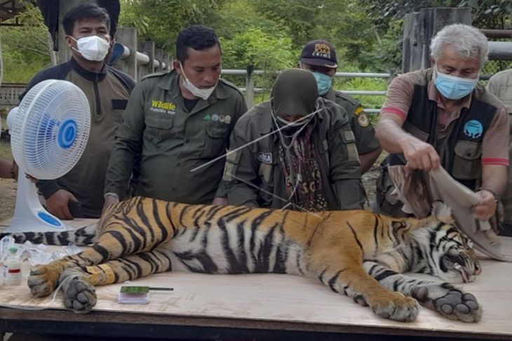 Pemeriksaan Kesehatan Harimau