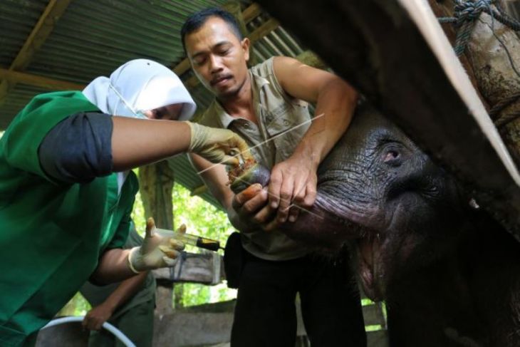 Perawatan dan pengobatan gajah liar terjerat di Aceh