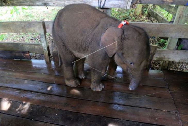 Perawatan dan pengobatan gajah liar terjerat di Aceh