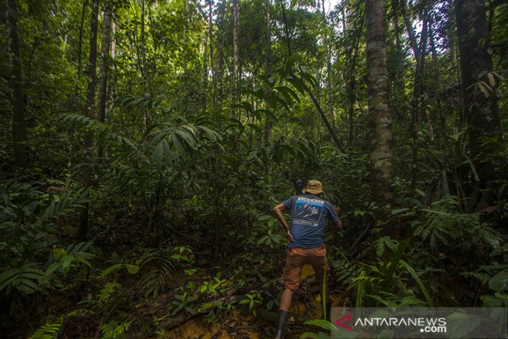 Uji Coba Penanaman Kopi Jenis Arabika di 1000 MDPL