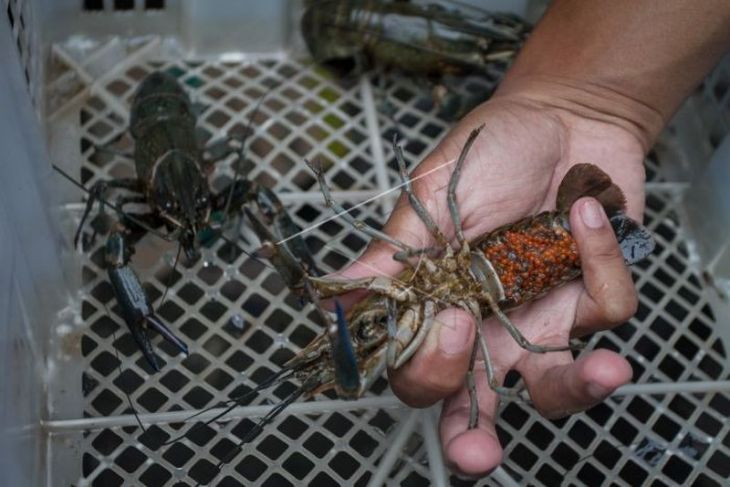 Budidaya lobster air tawar