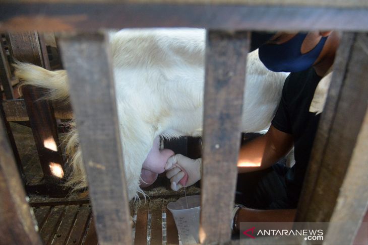 Pemintaan susu kambing selama pandemi COVID-19 meningkat