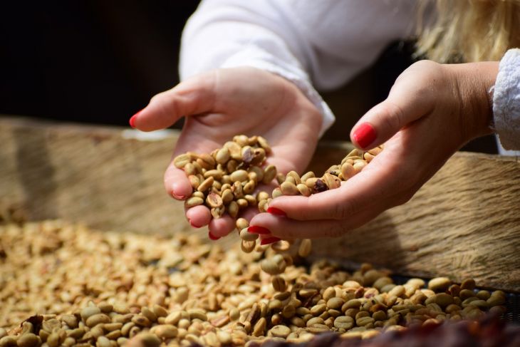 Inovator kopi varietas robusta ciptakan klon baru