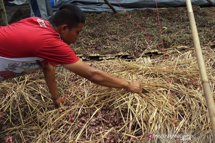 Harga Bawang Merah Turun