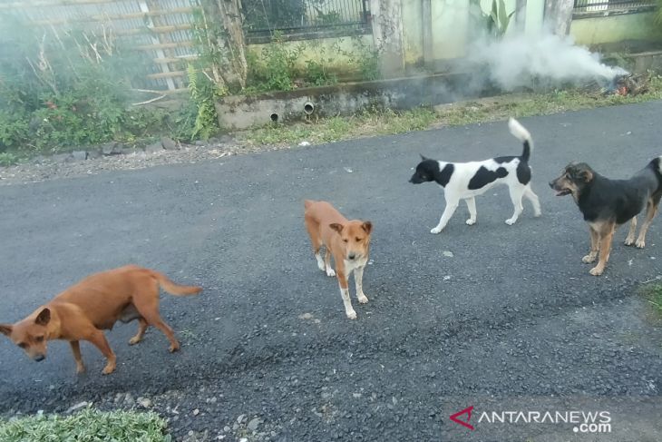 Warga Rejang Lebong keluhkan kosongnya stok vaksin anti rabies