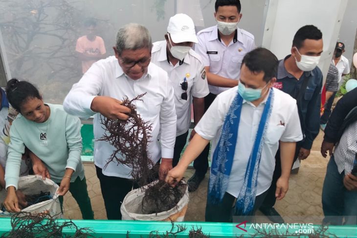 Pemkab Malra gandeng PLN dan ITB bangun rumah pengering rumput laut begini penjelasannya