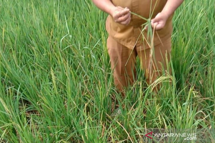 POPT-PHP: Padi sawah di Tapsel terancam hama tikus capai seratusan hektare