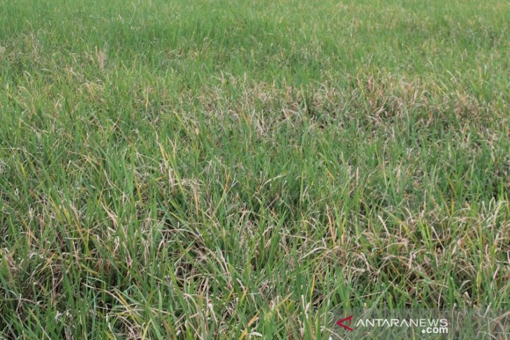 Hama tikus kembali rusak lahan pertanian di Tapsel