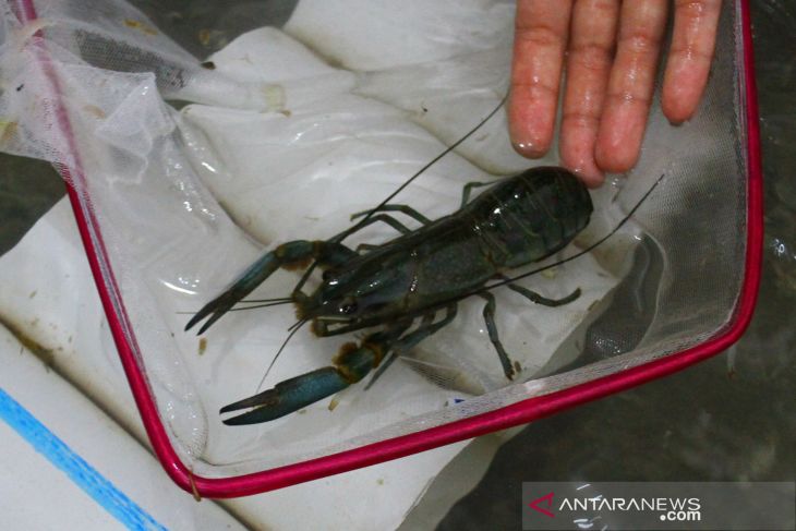Potensi Ekspor Lobster Air Tawar