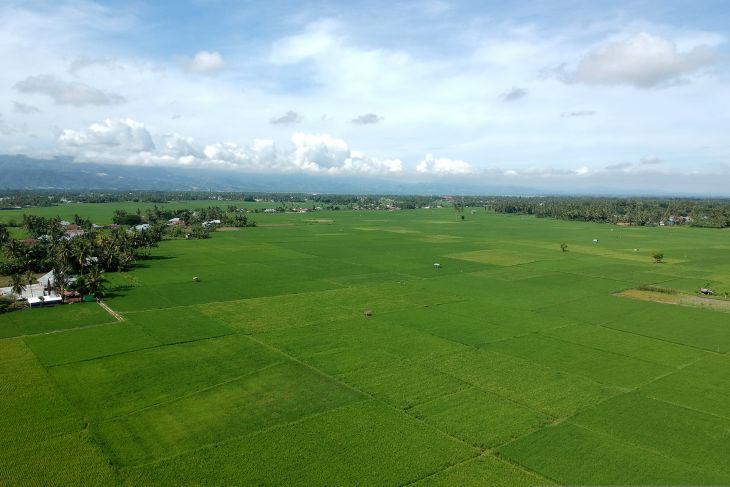 BPS perkirakan padi di Gorontalo 2021 sebesar 229,54 ribu ton GKG