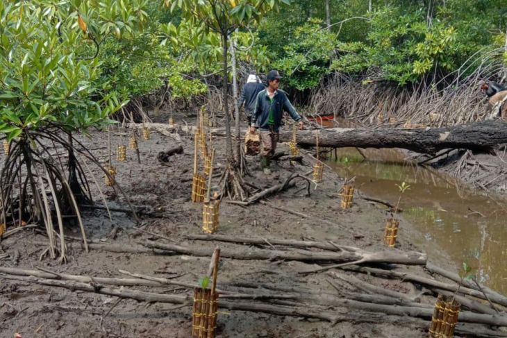BRGM plants mangroves to commemorate National Tree Planting Day