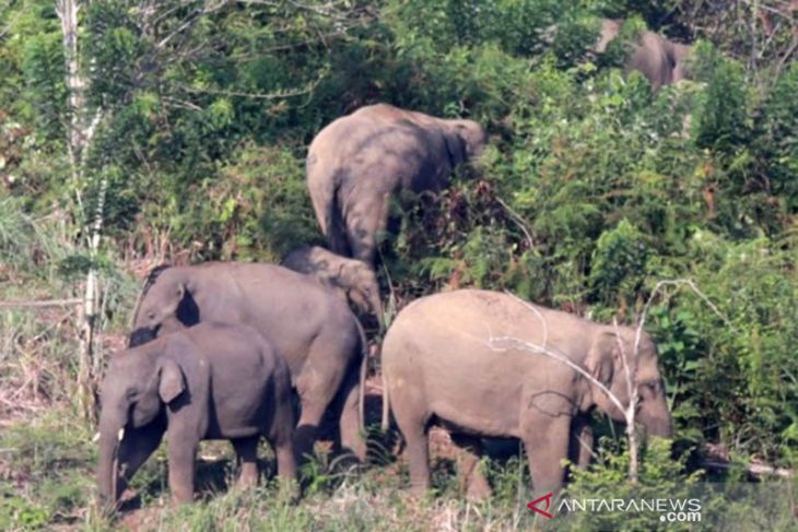 BKSDA Aceh kerahkan tim atasi gangguan gajah di Bener Meriah
