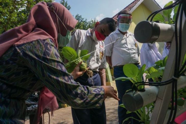 Siswa SLB memanen sayuran hidroponik