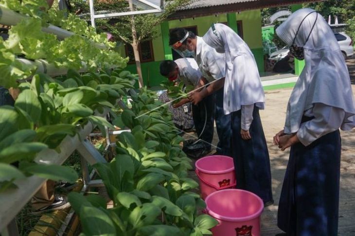 Siswa SLB memanen sayuran hidroponik