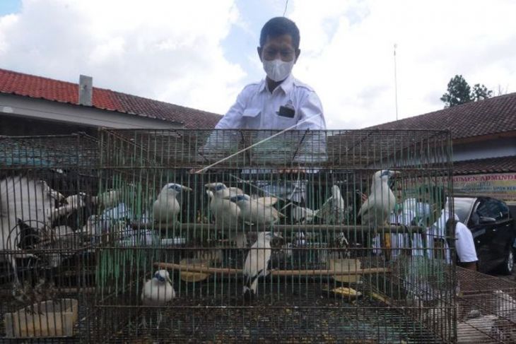 Burung jalak bali