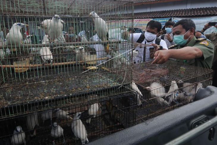 Penangkaran Jalak Bali untuk dilepasliarkan