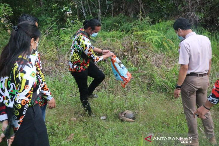 Seekor trenggiling yang ditemukan di sekitar PLBN Badau dilepasliarkan