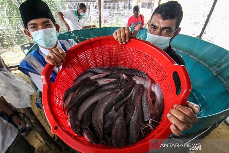 Panen ikan lele budi daya binaan NGO