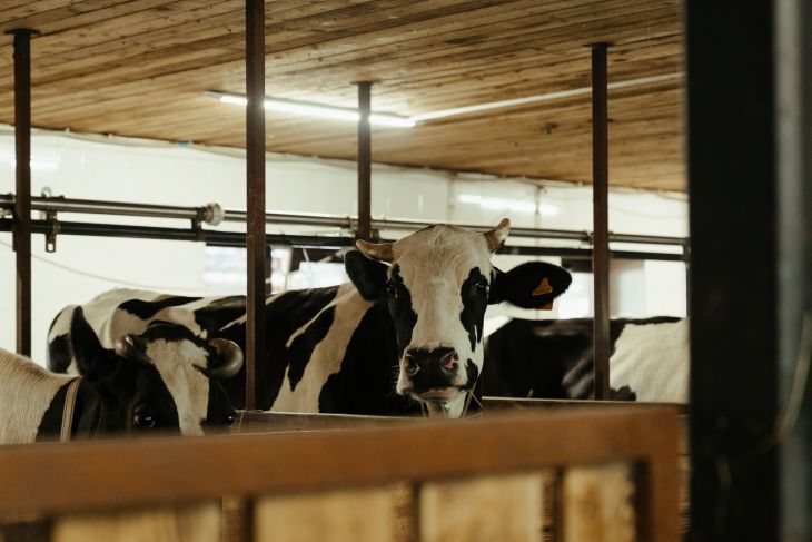 Industry Ministry pushes to boost domestic milk production