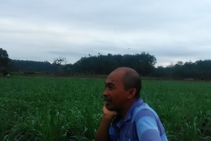 Rumaidi Murjani, petani tangguh sang pioner tanaman porang