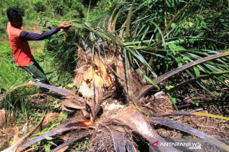 Dua gajah ngamuk merusak tanaman warga di Nagan Raya