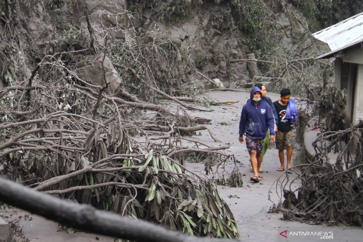 Akibat Derasnya Guyuran Hujan Abu Vulkanik Semeru