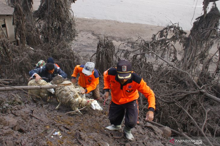 Hewan Ternak Terdampak Erupsi Gunung Semeru