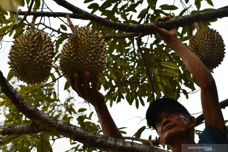 Wisata Sentra Kebun Durian Suluk