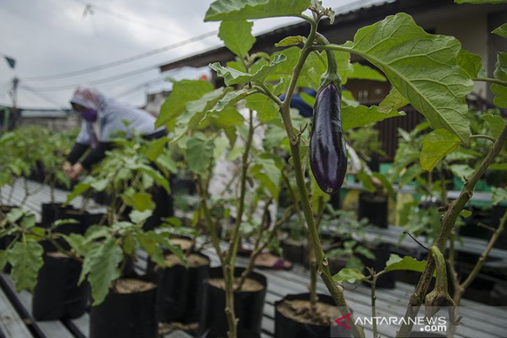 Pengembangan sektor pertanian perkotaan 