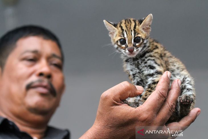 Kucing kuwuk serahan sukarela warga