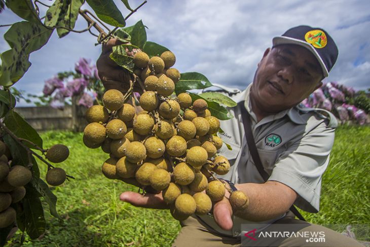 Wisata Petik Buah di Amanah Borneo Park