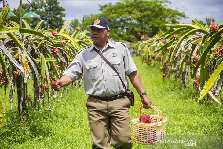 Wisata Petik Buah di Amanah Borneo Park