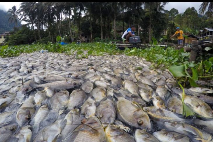 Fenomena ikan mati di Danau Maninjau