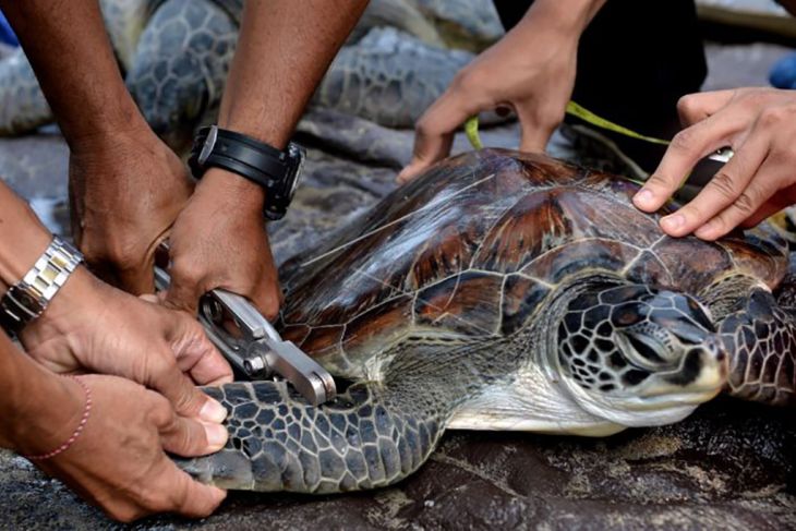 TNI AL gagalkan penyelundupan penyu hijau